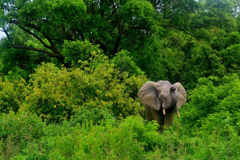 Elephant in Mole National Park, Ghana - Photo by Julianna Corbett on Unsplash