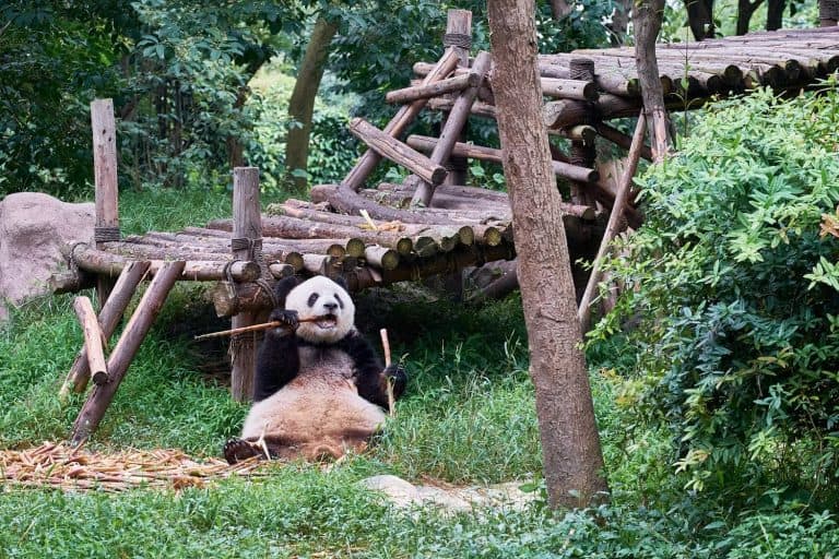 Panda eating bamboo in Chengdu Research Base of Giant Panda Breeding, China