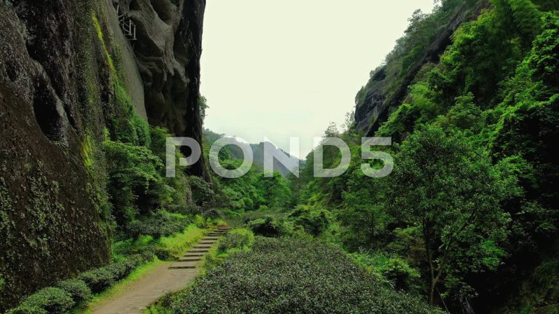 Panorama Of Lush Green Da Hong Pao Valley Landscape, Wuyishan, China