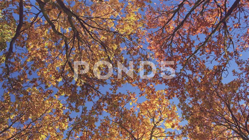 Stationary Overhead View Of Autumn Tree Leaves, London, United Kingdom Stationary Overhead View Of Autumn Tree Leaves, London, United Kingdom