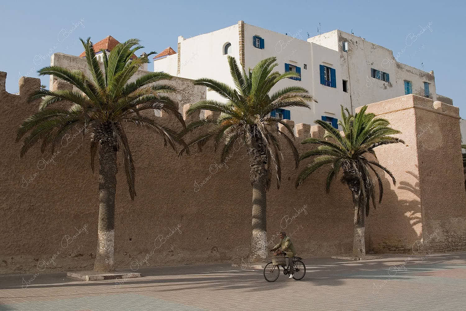 Moroccan man cycling past the palm tree lined medina walls of Essaouira, Essaouira, Morocco