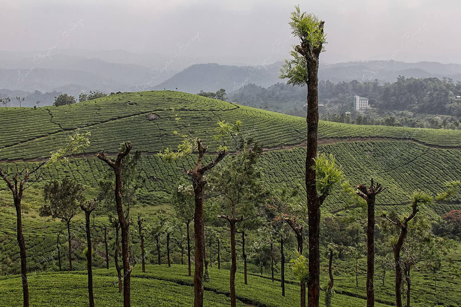Tea Plantation in Munnar in the Western Ghats Mountains in Kerala, India