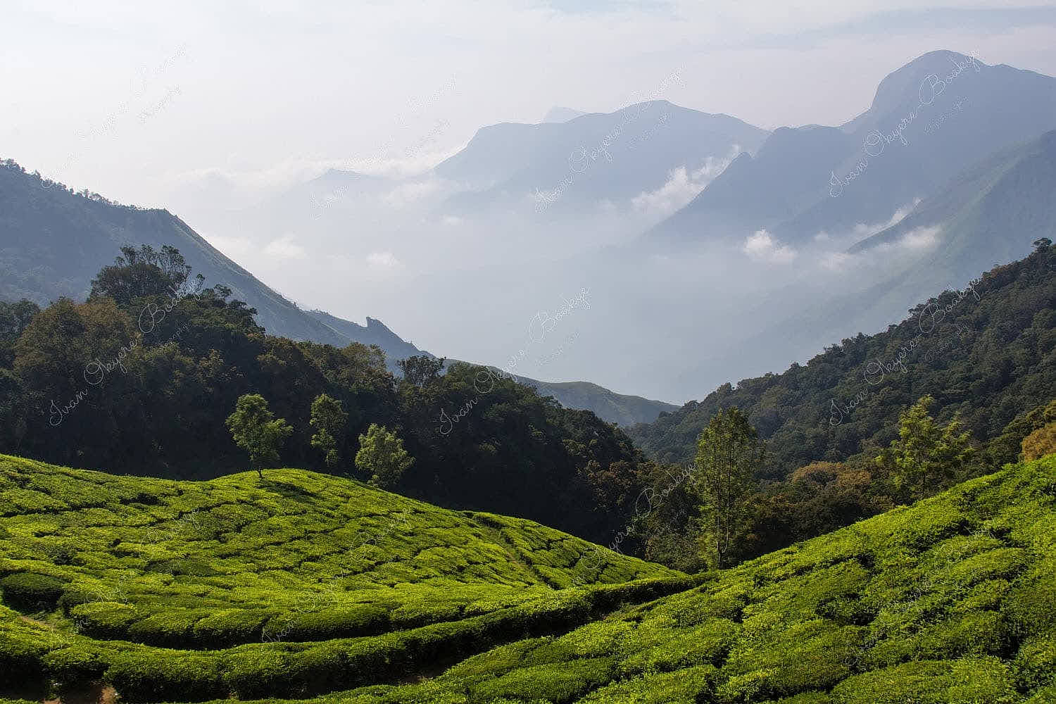 Tea plantations in the mountains of Munnar,Kerala, India