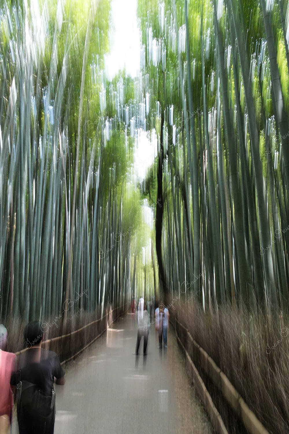 Bamboo trees at the famous Arashiyama Bamboo Grove in Kyoto, Japan