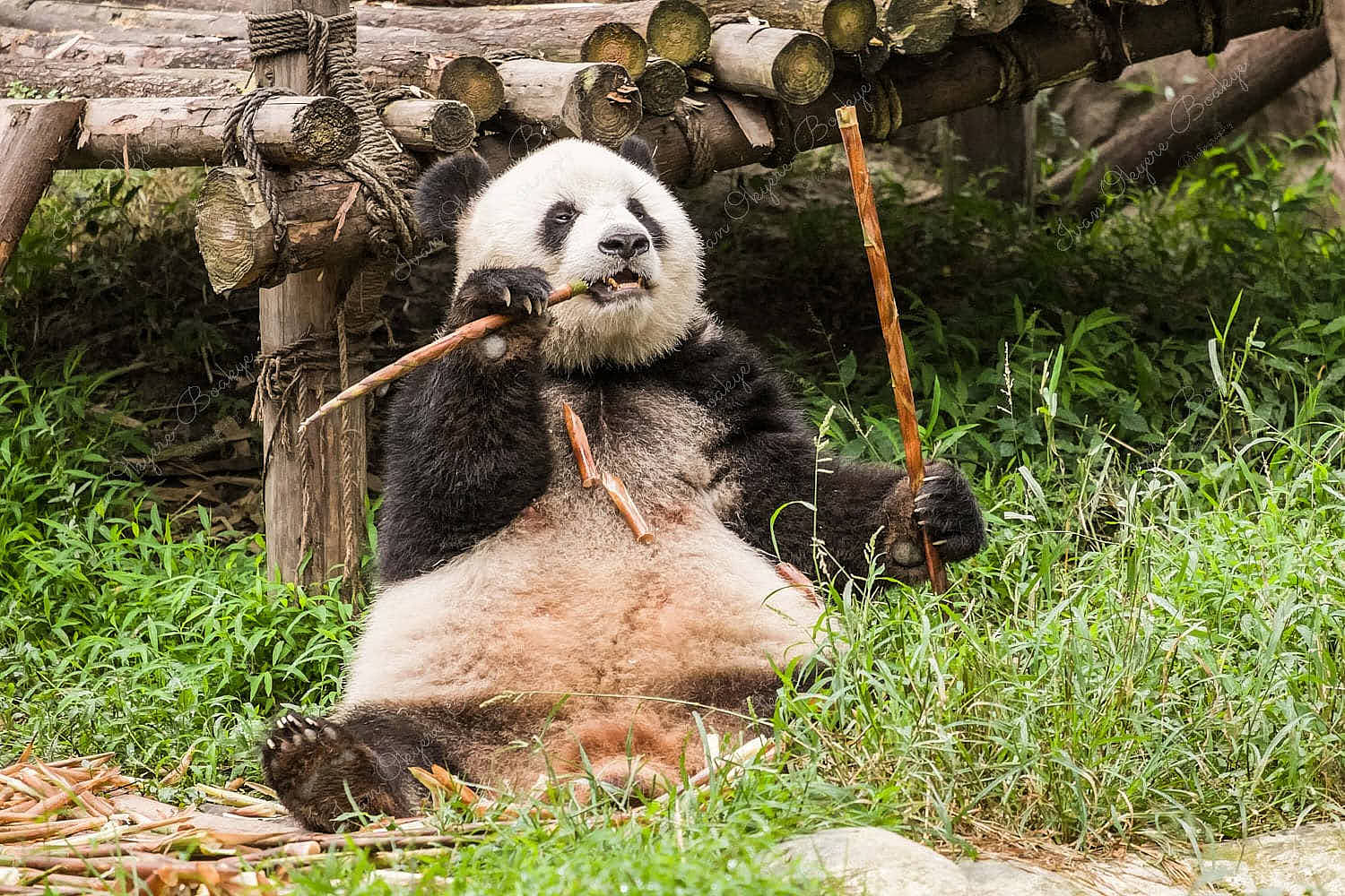 A Panda sitting down and eating bamboo sticks at Chengdu Research Base in China