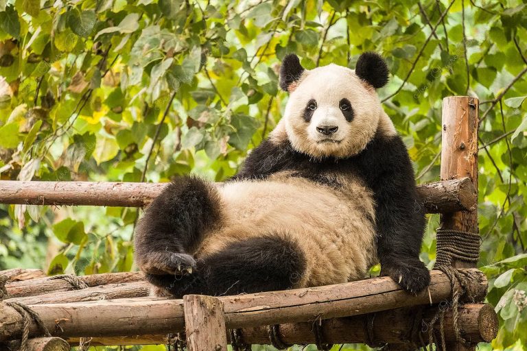 Panda lying down looking towards camera, Chengdu Research Base, China