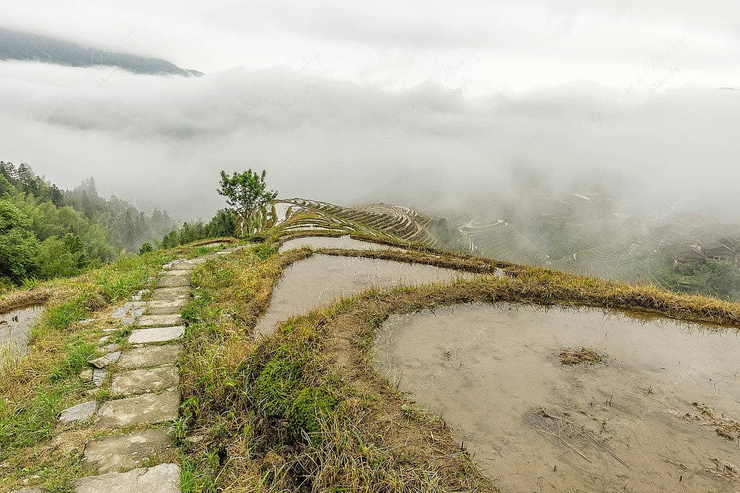 Elevated view of rice fields on a foggy day at Longsheng Rice Terraces, Longji, China