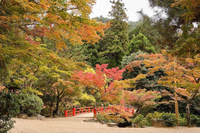 A small red bridge in a wonderful landscape of autumn colour trees in forest in Miyajima, Japan A small red bridge in a wonderful landscape of autumn colour trees in forest in Miyajima, Japan