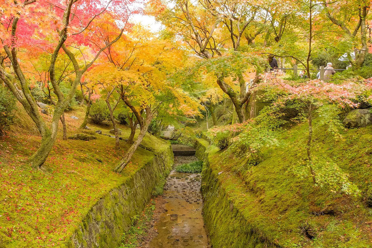 Garden with autumn colour trees and empty river bed in Kiyomizu-dera Temple, in Kyoto, Japan