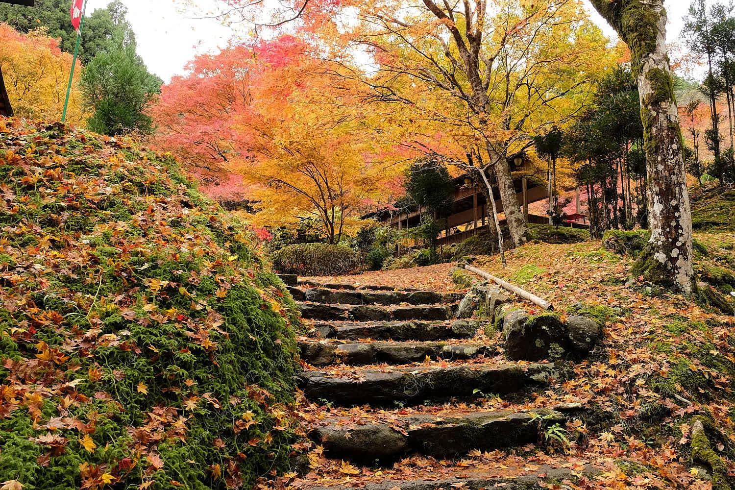 Gorgeous landscape of autumn colour trees and leaf covered stone steps in Jingoji Temple in Kyoto, Japan