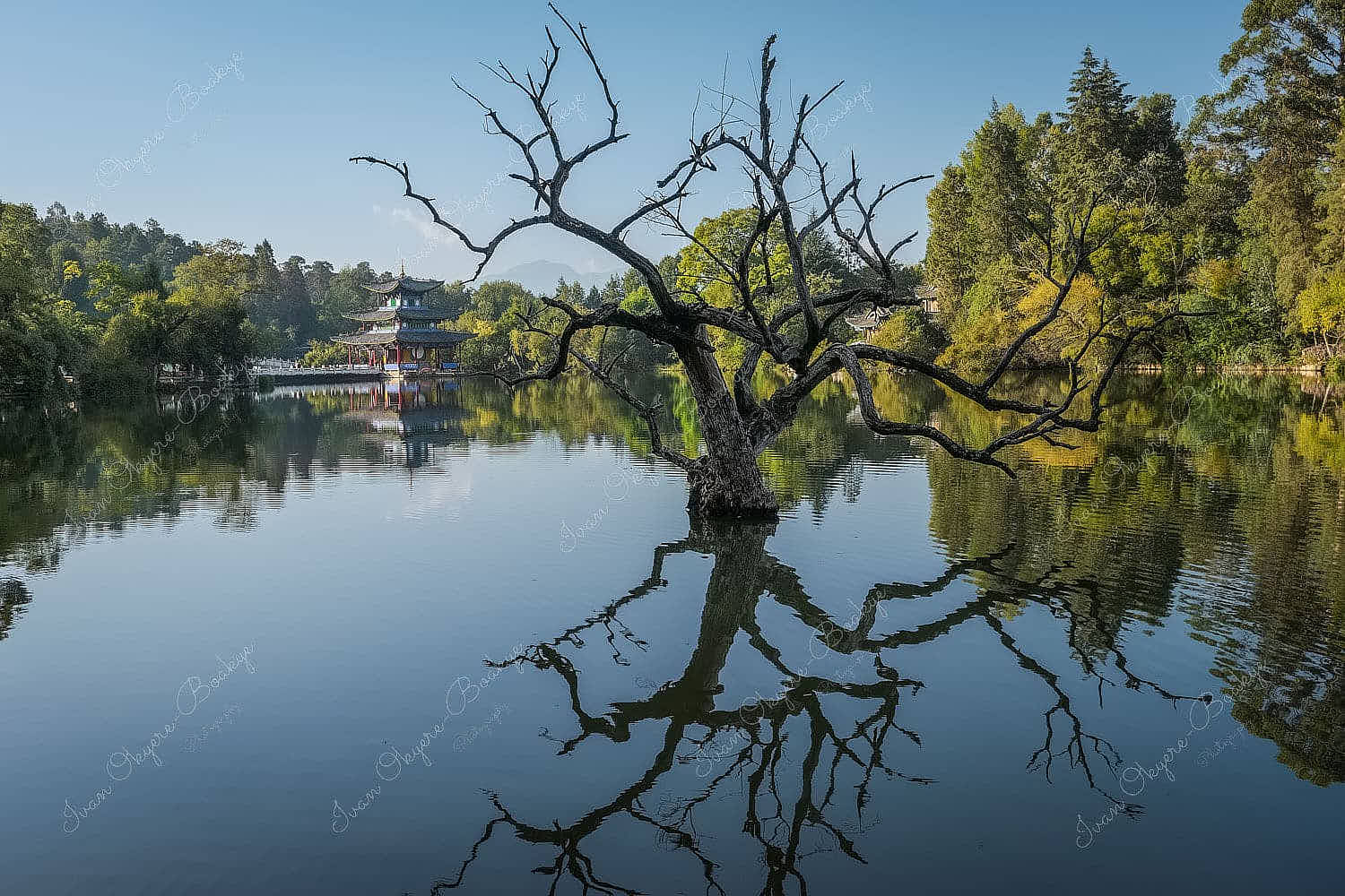 View of a leafless tree in the middle of Black Dragon Pool with The Moon Embracing Pavilion and Suocui Bridge in the background in Lijiang, China